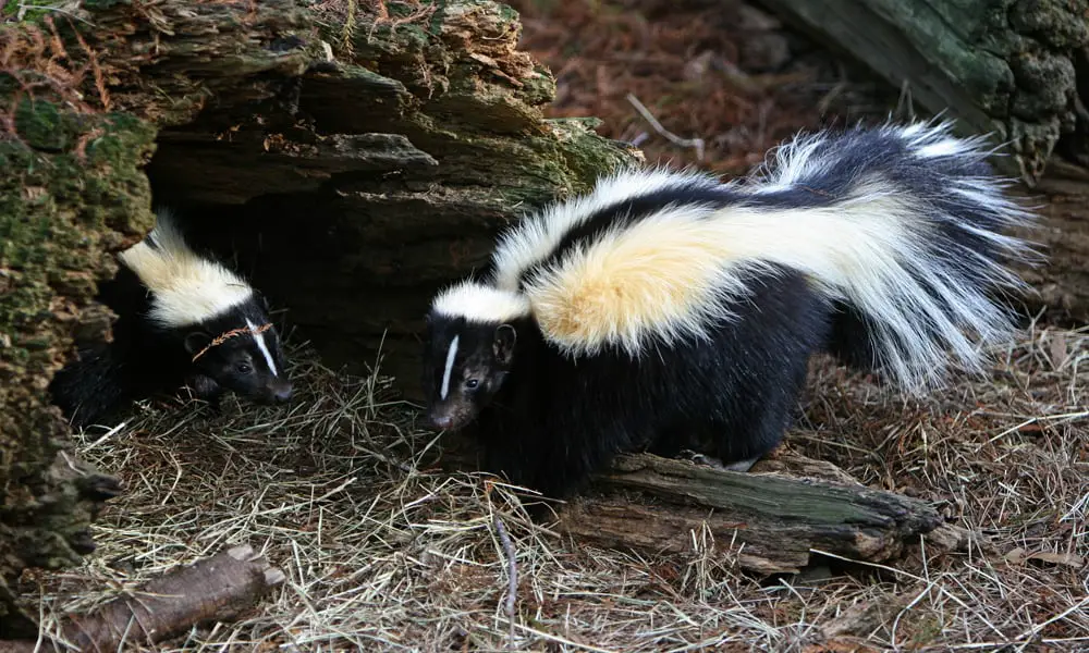 how to get rid of skunks