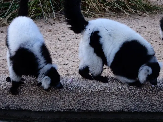 The following information can be very helpful if when a skunk enters your property, consider the following: