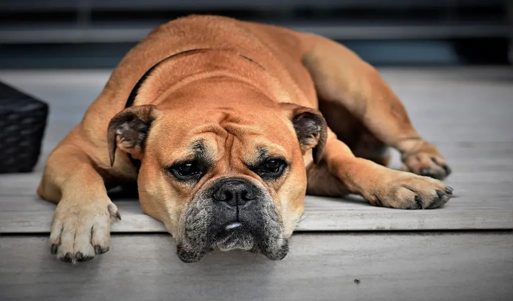 How to Get Old Dog Urine Stains and Smell Out of Carpet