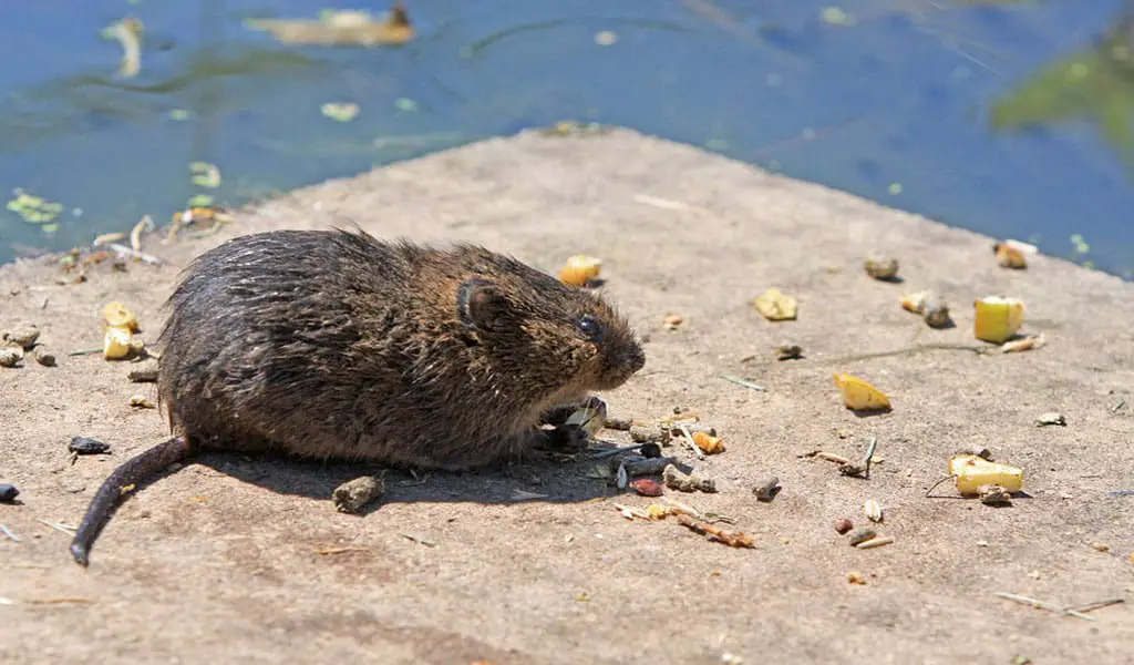 How to get rid of Voles
