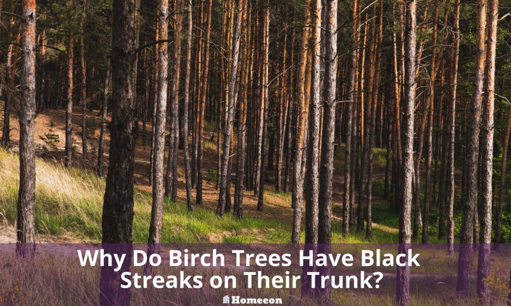 Birch Trees Have Black Streaks on Their Trunk
