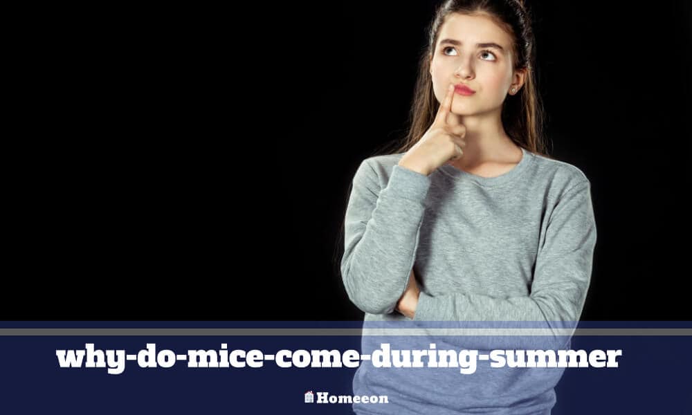 why-do-mice-come-during-summer