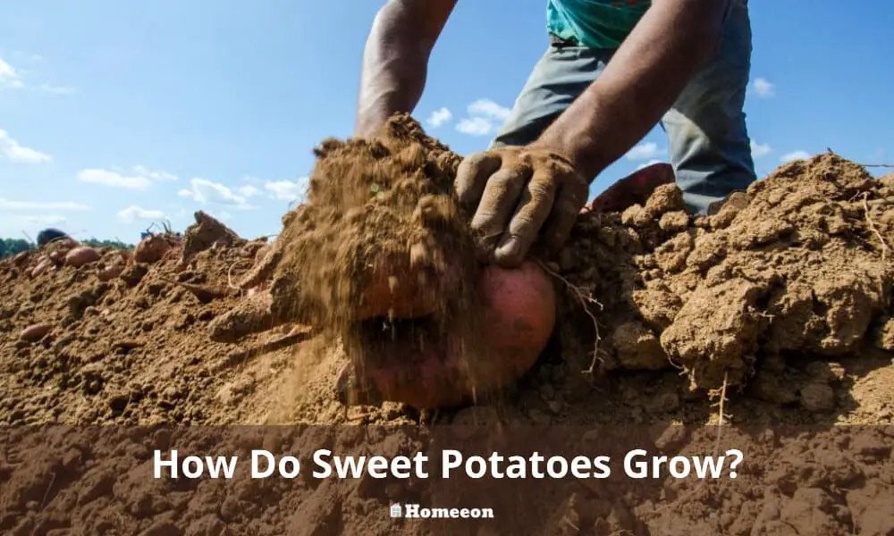 How Do Sweet Potatoes Grow