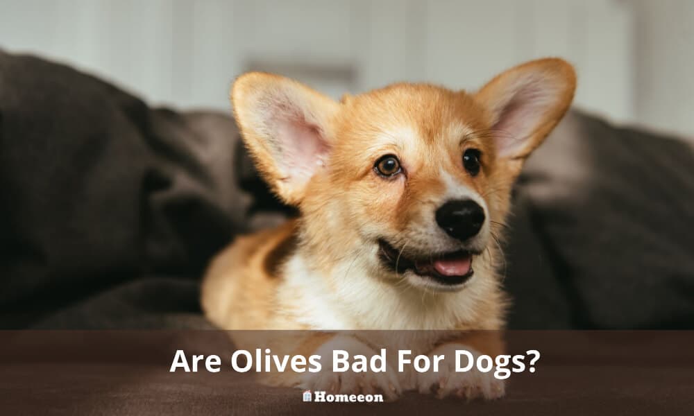 Are Olives Bad For Dogs