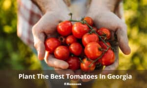 When To Plant Tomatoes In Georgia | Plant The Best Tomatoes In Georgia