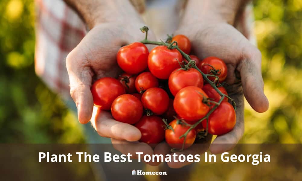 Plant The Best Tomatoes In Georgia