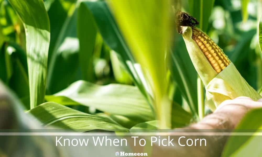 know When To Pick Corn