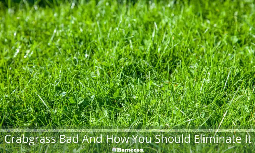 Crabgrass Bad And How You Should Eliminate It