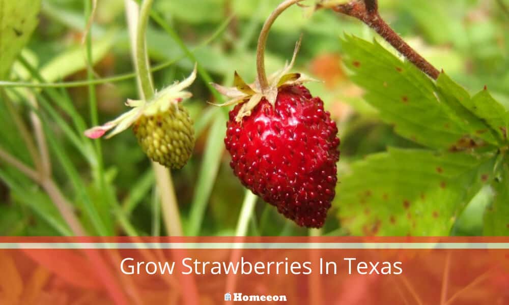 Grow Strawberries In Texas