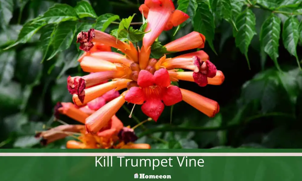Kill Trumpet Vine