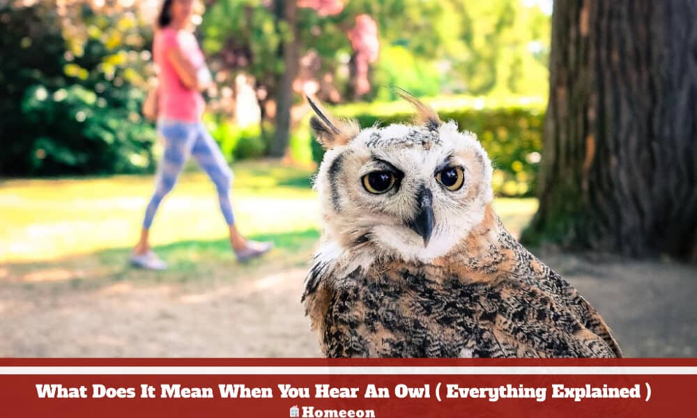 Mean When Hear An Owl