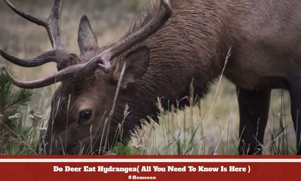 Deer Eat Hydrangea