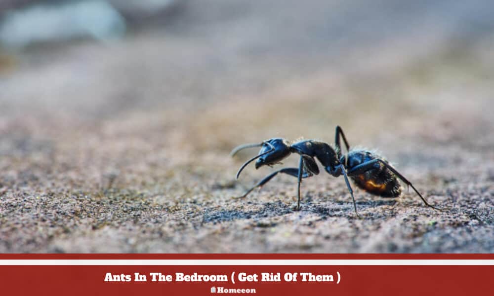 Ants In The Bedroom