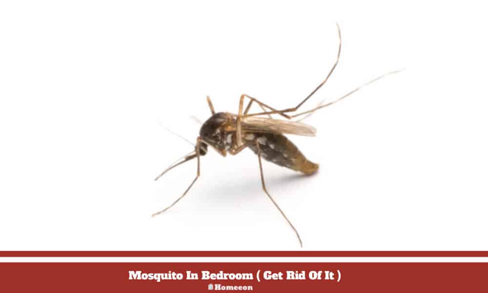 Mosquito In Bedroom
