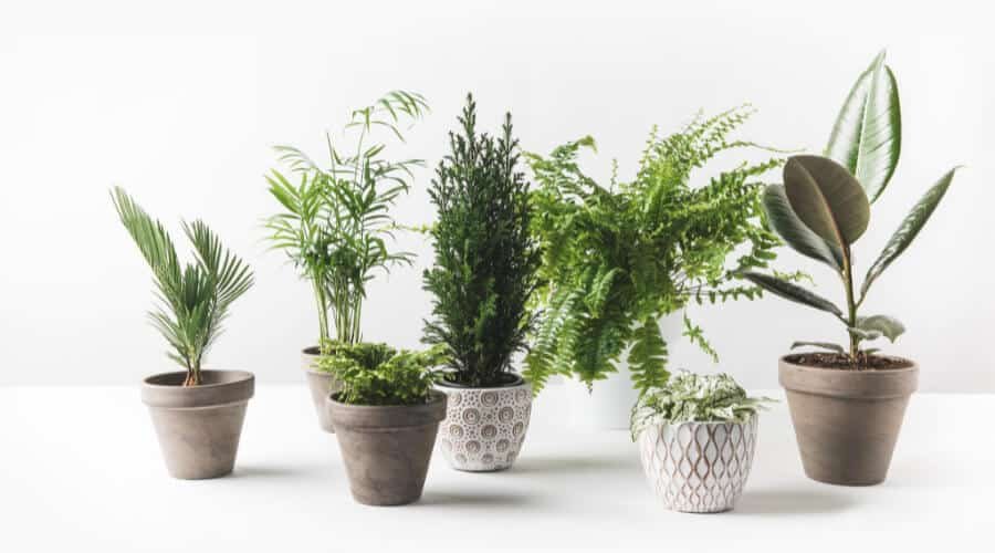 Mosquito Repelling Plants