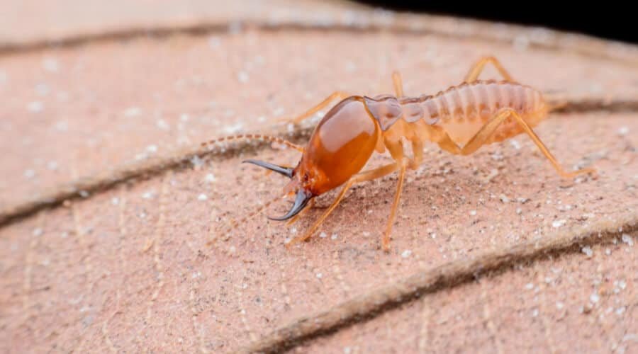 Drywood Termites