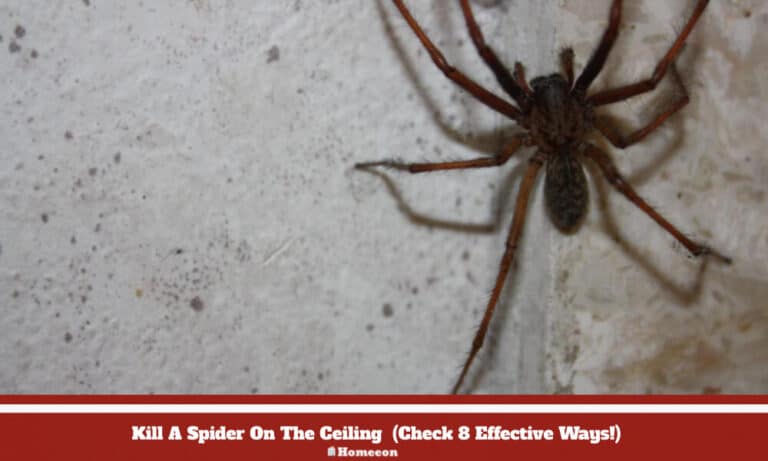 How To Kill A Spider On The Ceiling? Check 8 Effective Ways!