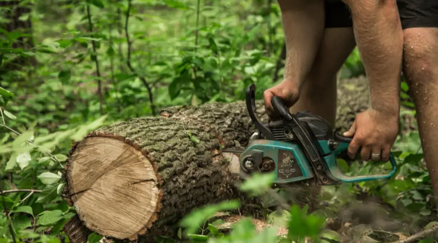 How To Cut Down A Small Tree 