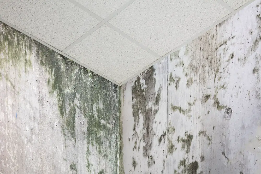 Ways Of Preventing Mold 