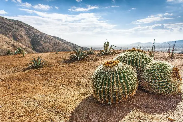 Green Cactus To Yellow