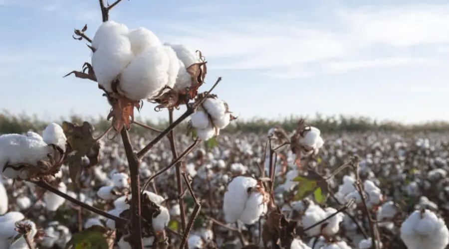 Why Is It Illegal To Grow Cotton In Your Backyard