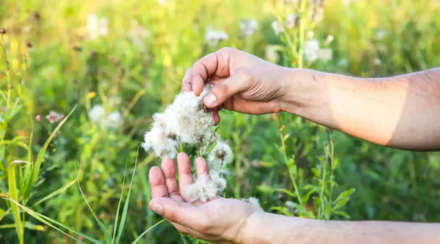 How Can You Grow Cotton In Colder Areas