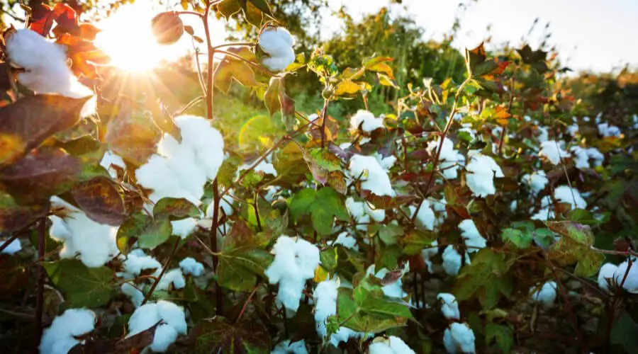 Harvest Cotton In Colder Regions