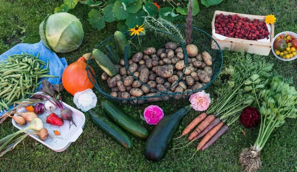 Prevent Nutsedge From Attacking Your Vegetable Garden