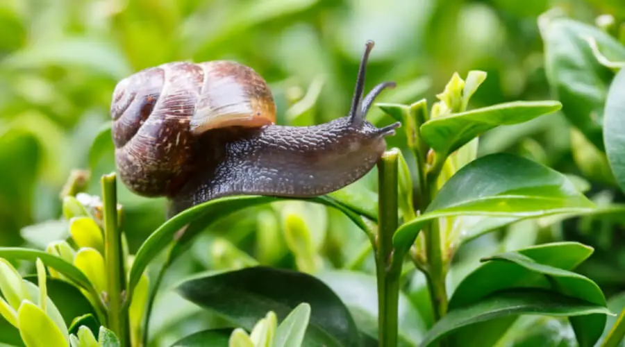 Why Would You Want To Keep Garden Snails As Pets