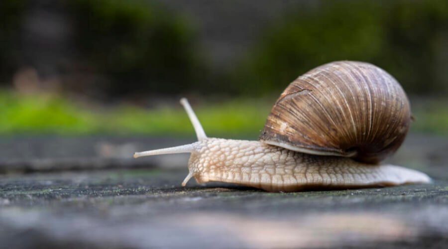 Main Requirements For Keeping Pet Snails