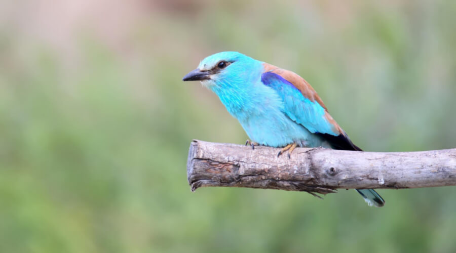 Types Of Birds That Eat Spiders