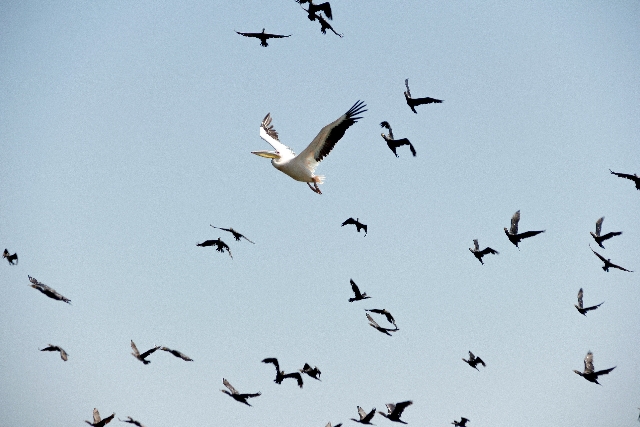 Why do seagulls swarm or congregate in an area?