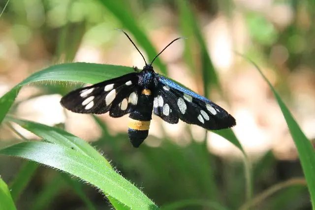 Know the type of moths in your home