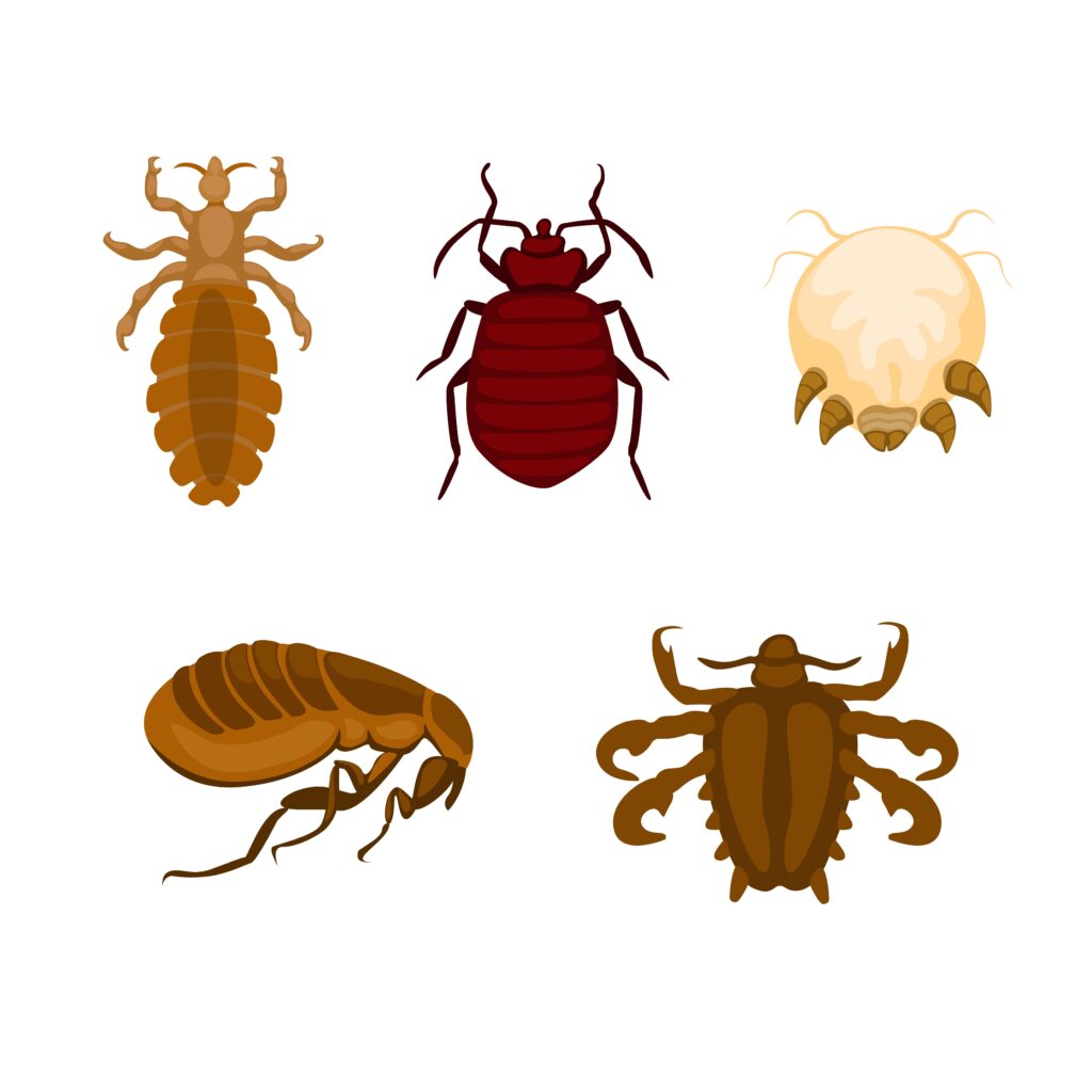 What Are Some Natural Remedies For Preventing A Flea Infestation?